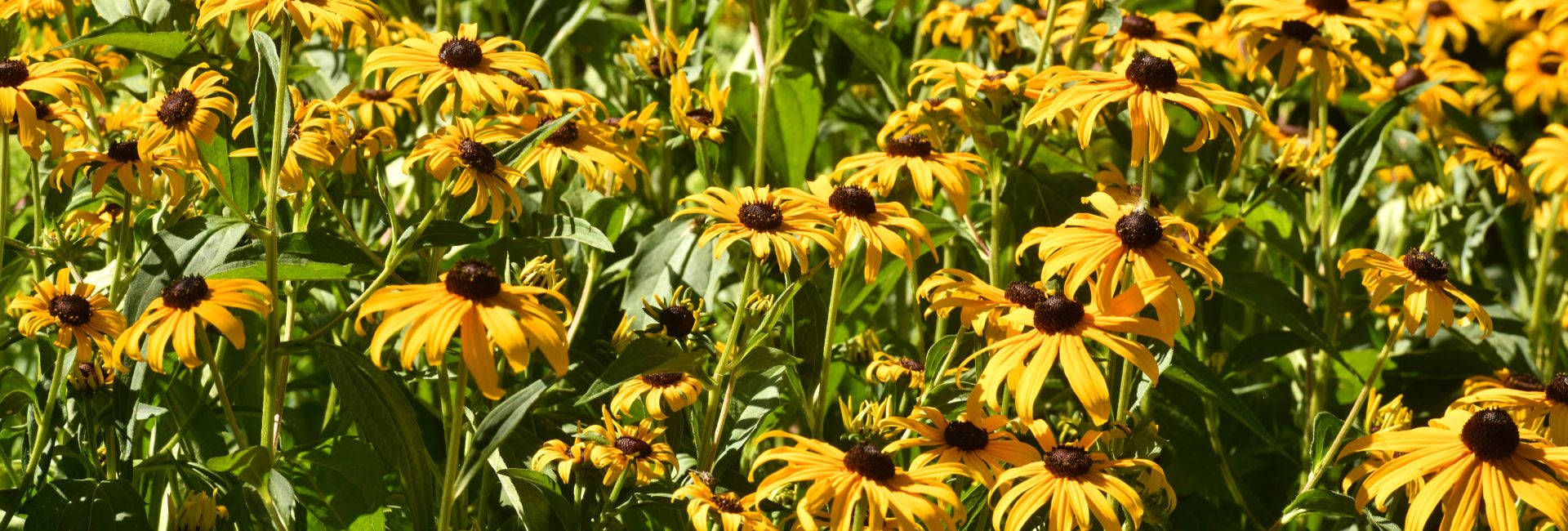 coneflowers