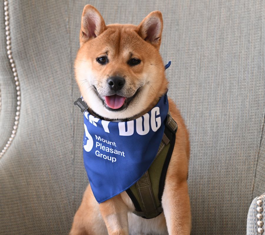 dog with therapy bandana
