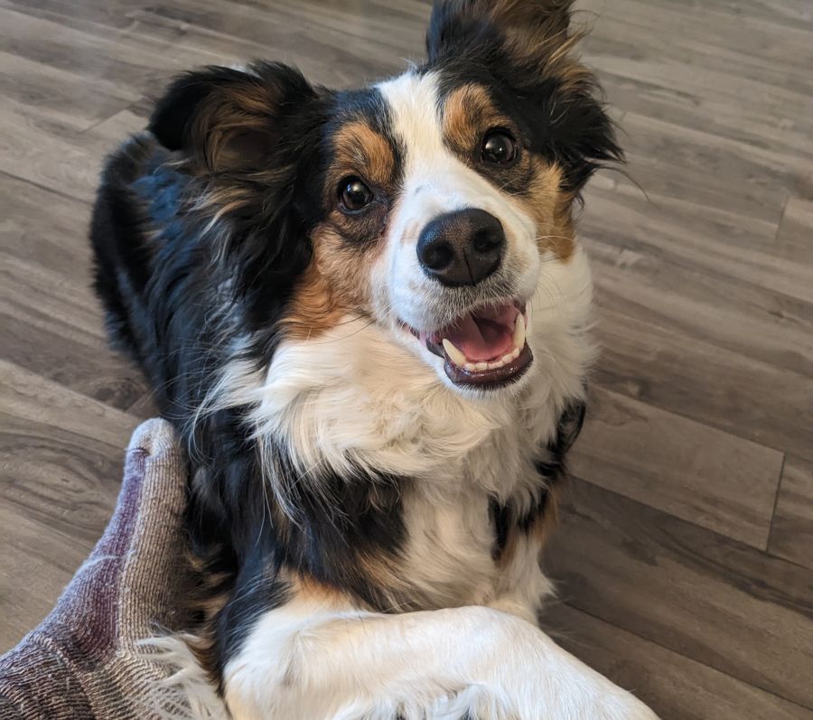dog with paws crossed