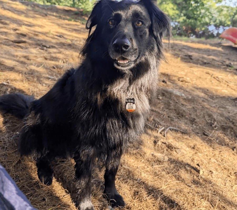 black and grey dog outside