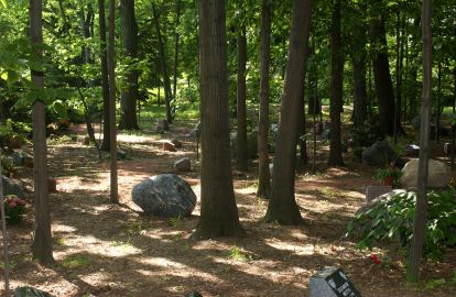 boulders in the forest