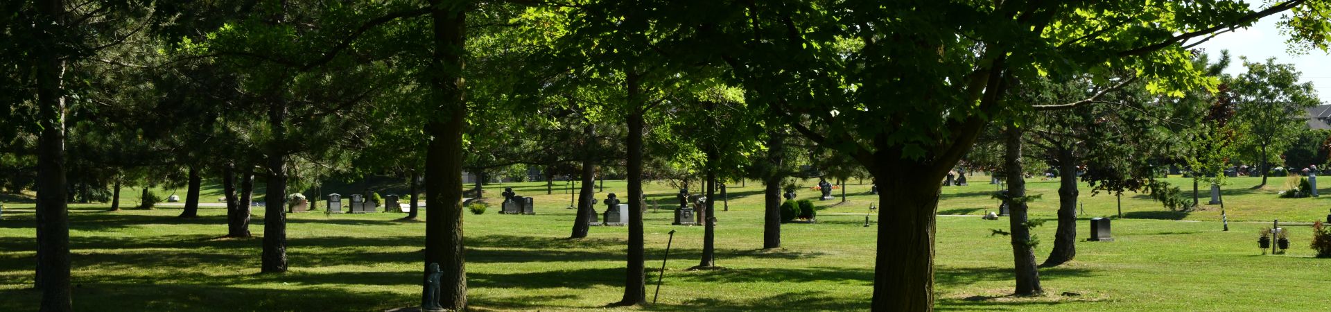 trees and grass in scattering area